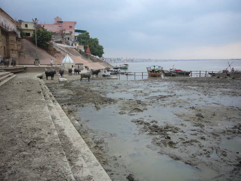 Travel - India - Varanasi - Ghats - Water Buffalo